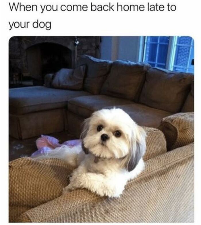 Small dog resting on sofa arm looking up, a funny meme to help insulate you from noise in the world around you