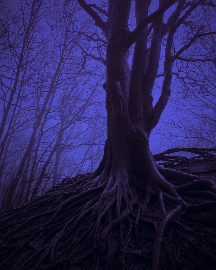Dark tree with exposed roots under a purple sky, capturing dreamy escapism photography essence.