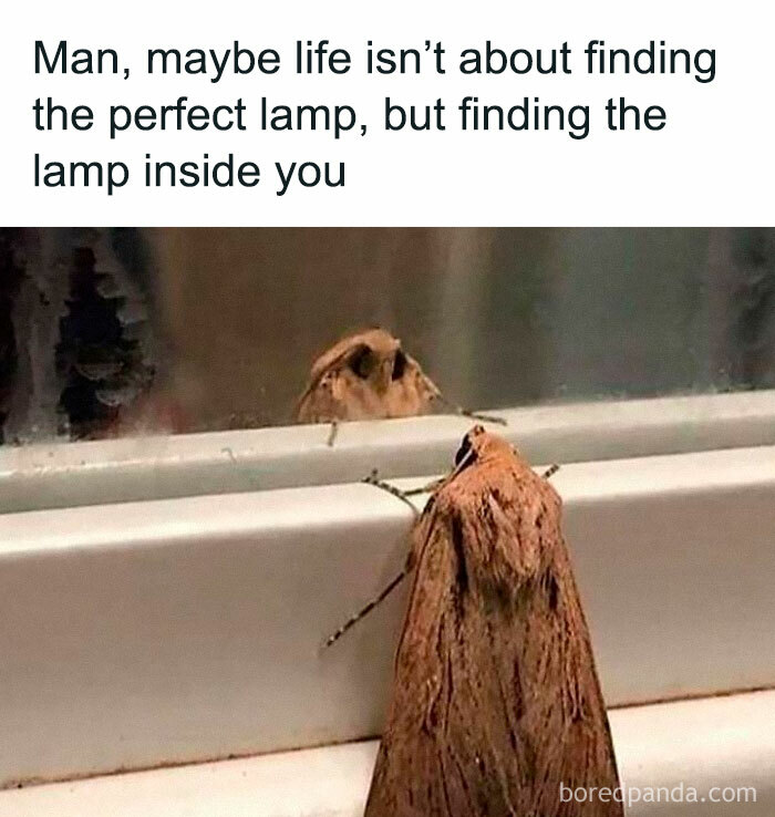 Moth staring at its reflection with a caption about finding inner light, illustrating a philosophy meme on existence.