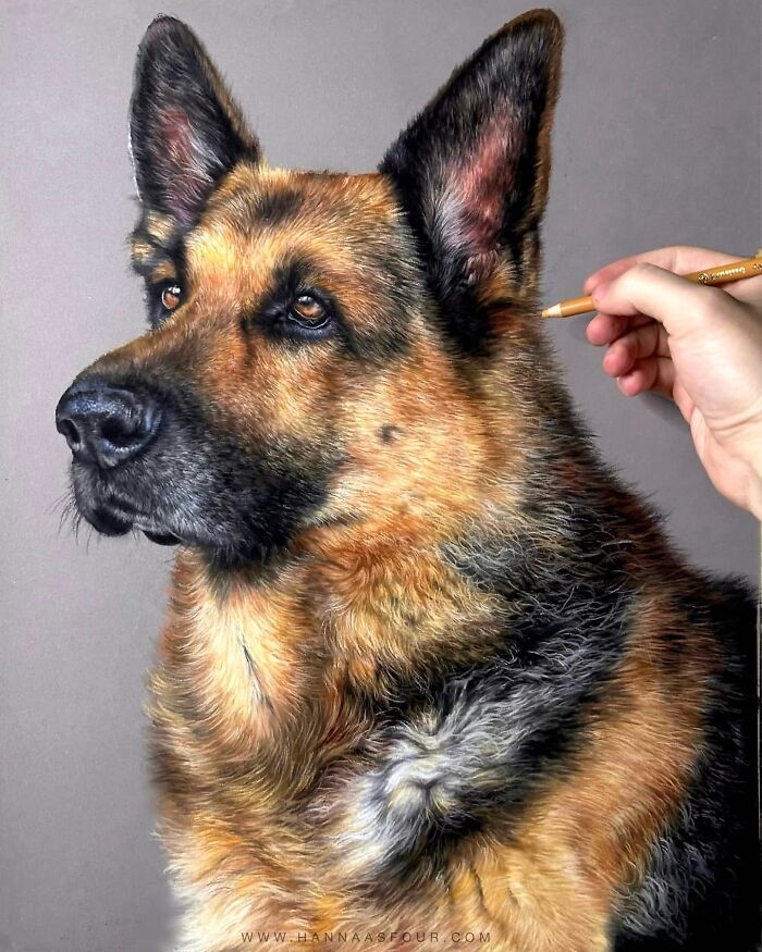Realistic pet portrait of a German Shepherd drawn with pencils, showcasing intricate fur detail.