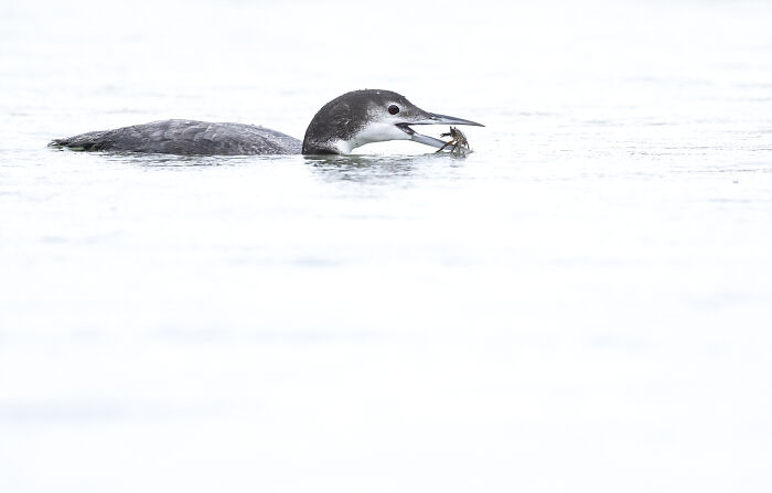 A loon swimming in water with a fish in its beak, capturing the majestic world of birds.
