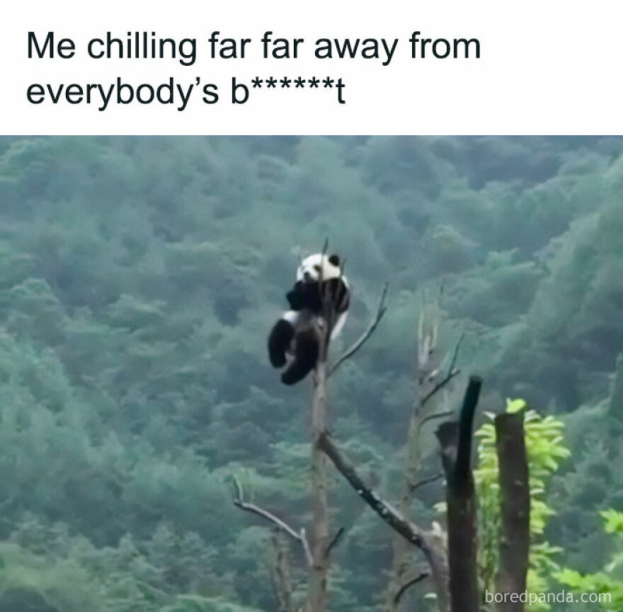 Panda chilling atop a tree, surrounded by forest, captioned with a humorous meme about avoiding drama.
