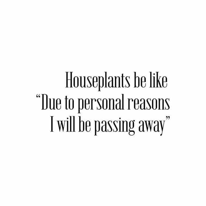 Funny meme text about houseplants humorously announcing their demise to help insulate you from all the noise in the world.