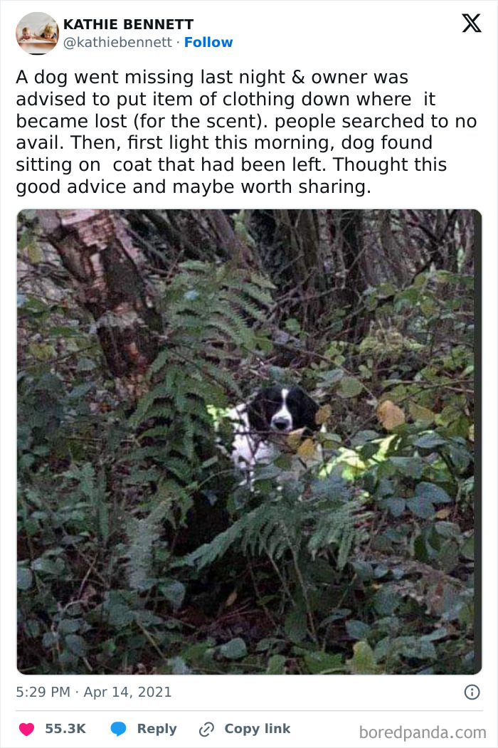 Tweet about a lost dog found by scent, accompanied by a photo of a dog hidden among dense forest foliage, wholesome meme content.