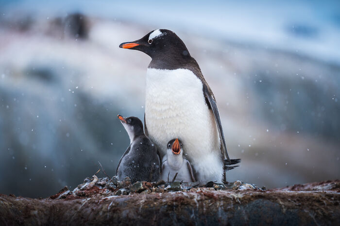 Gentoo penguin with chicks on a snowy day, captured in nature.