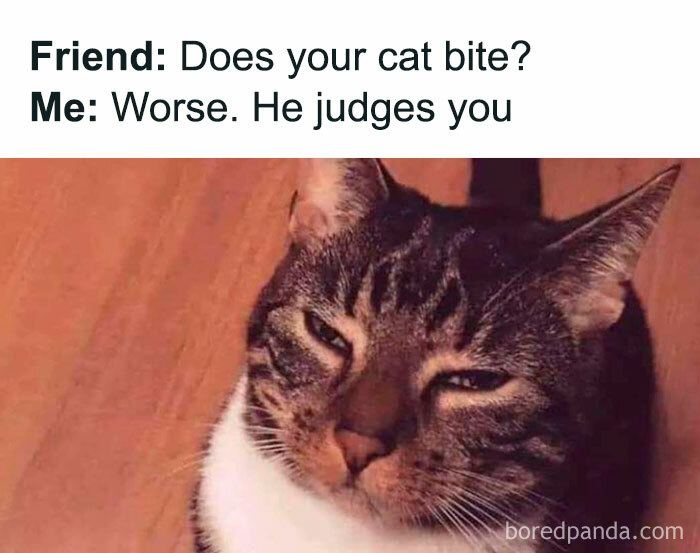 Judgmental cat meme with text about biting versus judging, epitome of random humor.