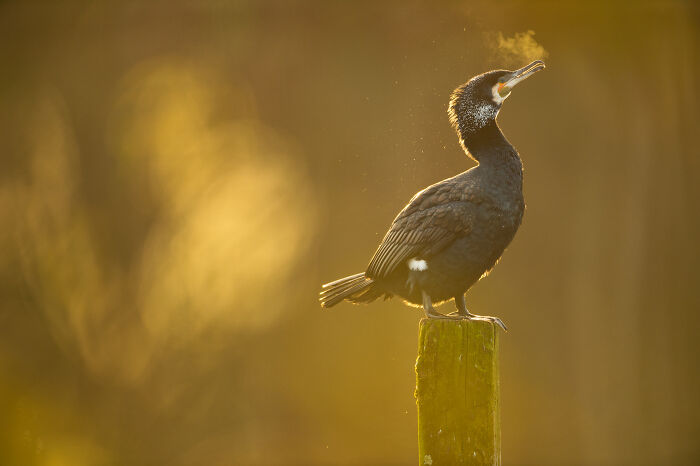 Bird perched on a post, captured by Jose Manuel Grandío, highlighted against a golden background.