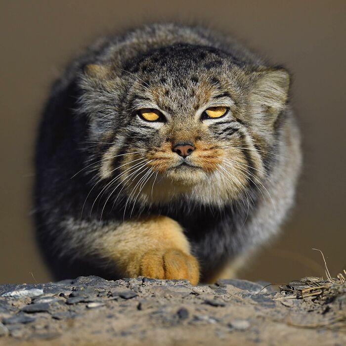 Wildlife moment: Close-up of a Pallas's cat prowling, showcasing its piercing eyes and thick fur.