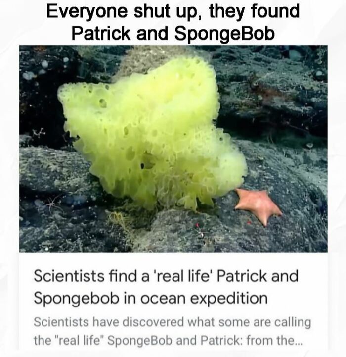 Underwater yellow sponge resembling SpongeBob and a starfish resembling Patrick found in ocean expedition funny memes for noise insulation.