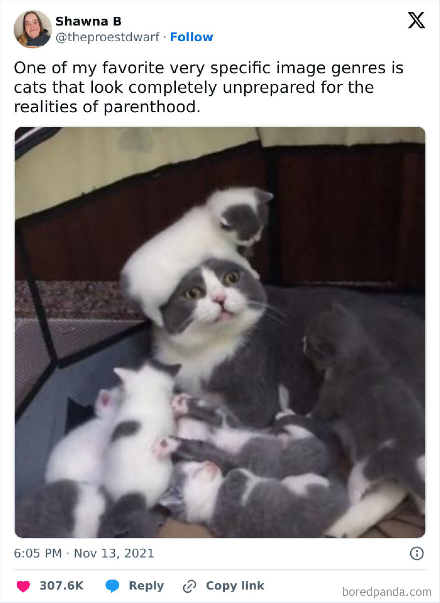 Funny and cute cat overwhelmed by playful kittens, portraying the chaos of parenthood.