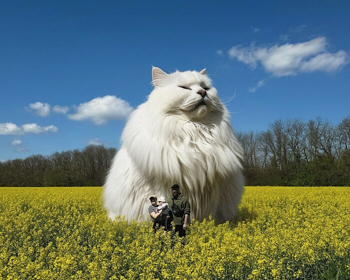 Giant cat photoshopped into a flowering field with two people standing nearby, creating a surreal scene.