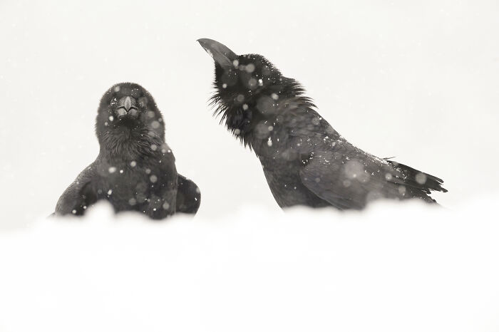 Two majestic birds captured in the snow by photographer Jose Manuel Grandío.