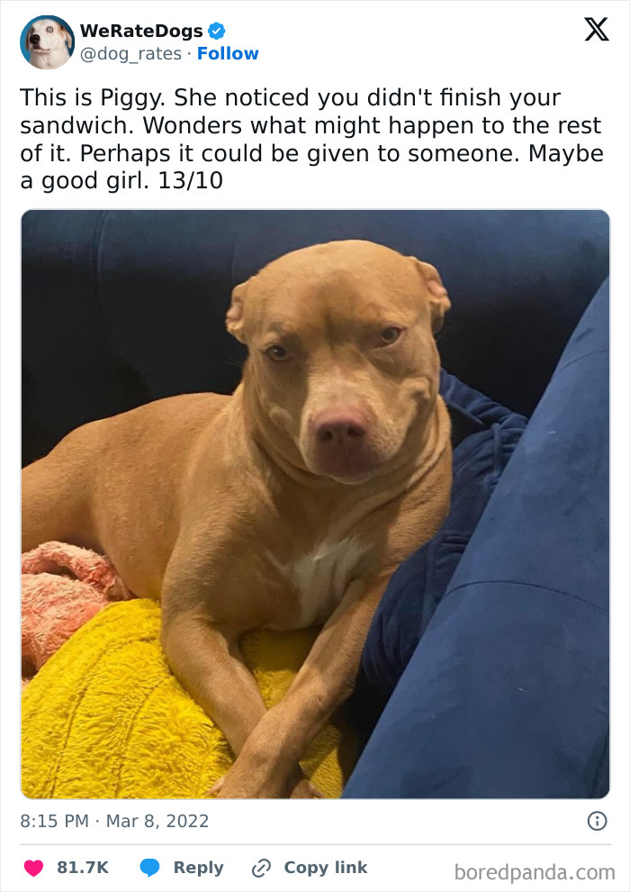 Brown dog named Piggy lying on colorful blankets, featured in popular dog memes helping to heal and uplift spirits.