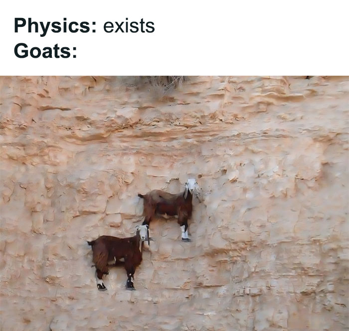 Two goats casually climbing a steep cliff, humorously defying physics rules.