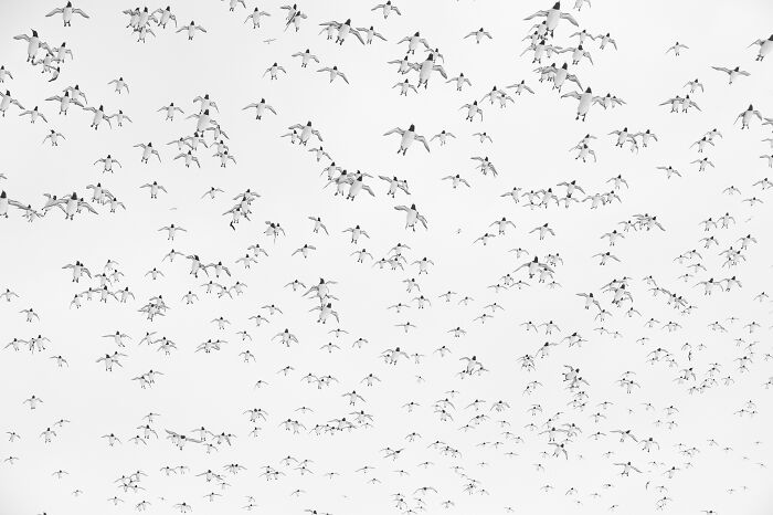 Flock of birds in flight against a pale sky, showcasing the majestic world of birds.