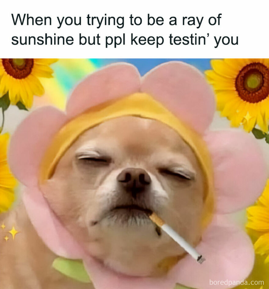 Dog in a flower costume with a cigarette, mimicking a funny meme face amidst sunflowers.
