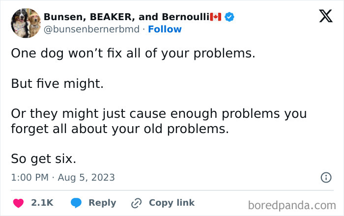 Tweet with witty text about dogs creating wholesome memes to share with your favorite people for lighthearted joy.