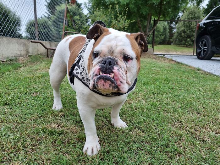 Our Bulldog Sushi Of Course