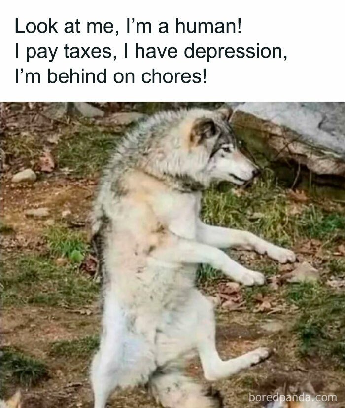 Wolf standing upright humorously mimicking human chores and depression in a philosophy meme.