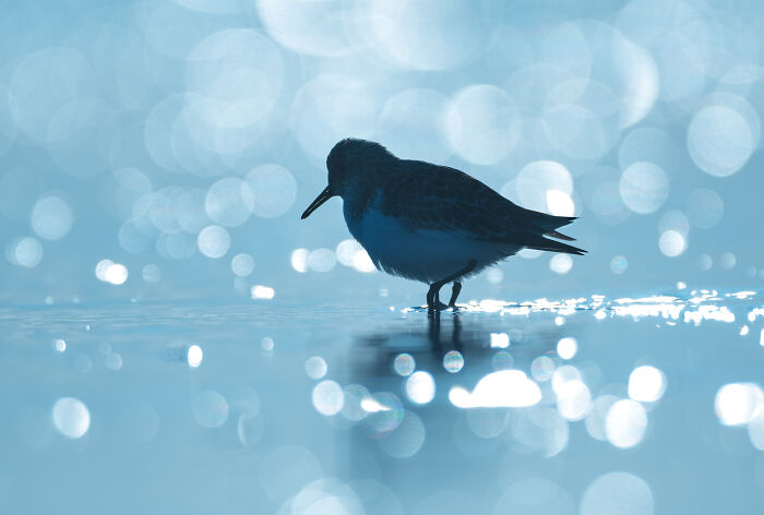 A bird wading in shimmering water, captured by Jose Manuel Grandío, showcasing the majestic world of birds.