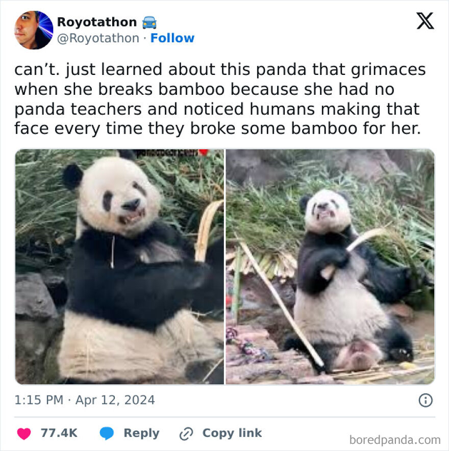 Cute panda grimacing while breaking bamboo, mimicking humans.