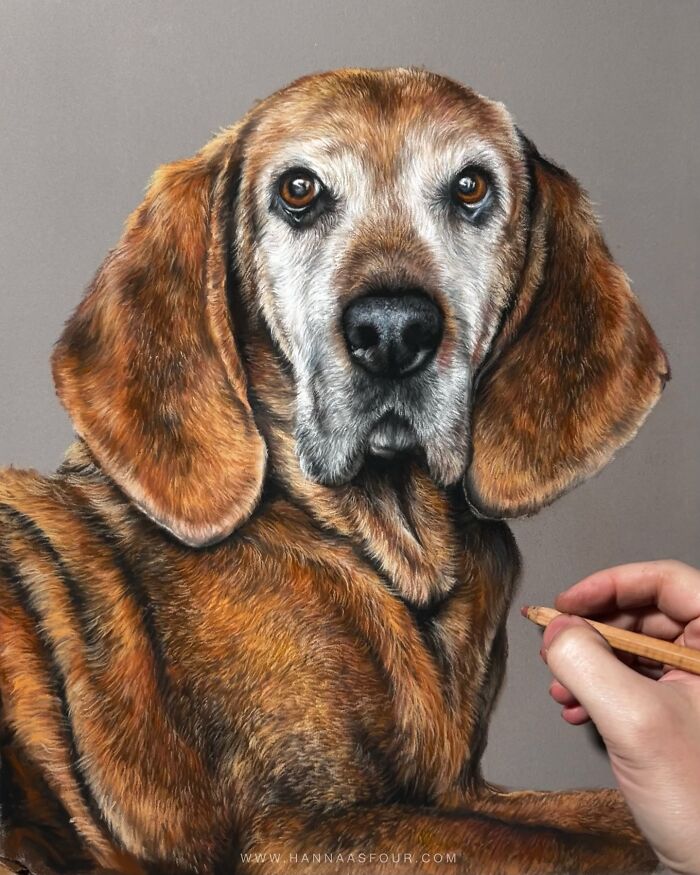 Realistic pet portrait drawn with pencils, showing a brown dog with expressive eyes.