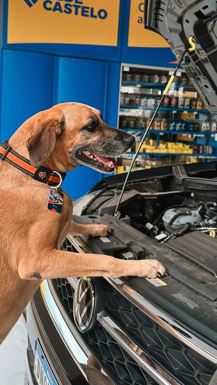 Brown dog at gas station inspecting car engine, symbolizing the remarkable story of Matu&ecirc; saving hundreds of dogs.