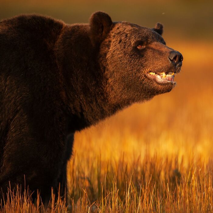 A majestic grizzly bear captured by a photographer at sunset in a golden grassy field.