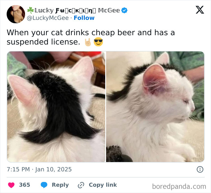 Cat with a mullet hairstyle, humorously captioned, showcasing funny and relatable memes for men.