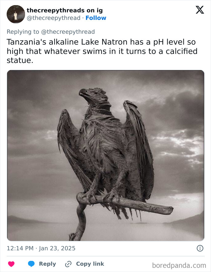 Calcified bird statue at Lake Natron, showcasing one of the spooky facts about our world that might leave you feeling disturbed.