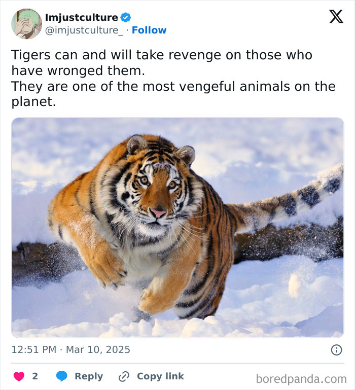 Tiger running through snow, showcasing one of the 70 interesting facts about vengeful animals.