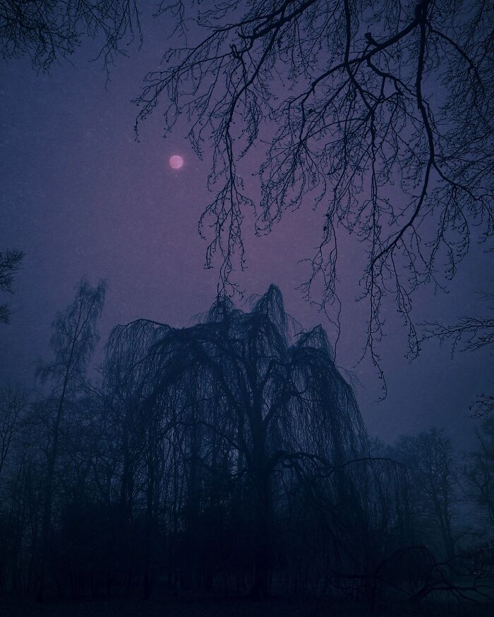 Dark escapism photography featuring a misty forest under a moonlit sky, with silhouetted trees creating a haunting atmosphere.