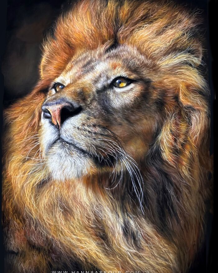 Realistic pencil drawing of a majestic lion by Hanna Asfour.