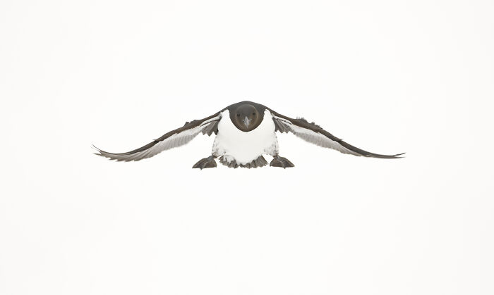 A bird captured in flight by Jose Manuel Grandío, showcasing the majestic world of birds.