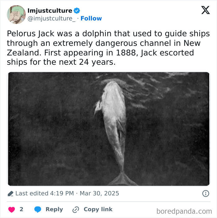 Black and white image of Pelorus Jack, a dolphin guiding a ship in a New Zealand channel, an interesting fact to share.