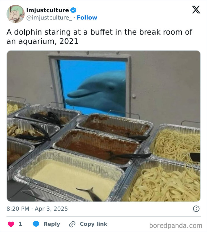 Dolphin looking at buffet trays with pasta and sauce from aquarium window, 2021.