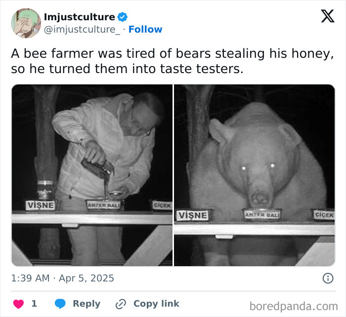 Bee farmer sets honey for testing by bears, making them taste testers for interesting facts discussion over Easter lunch.