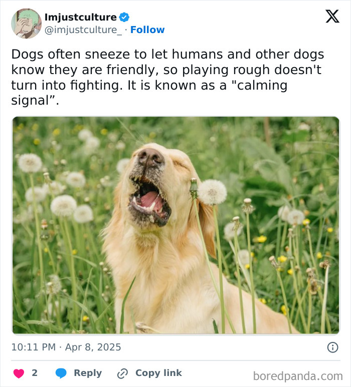 Golden retriever sneezing in a field, highlighting interesting dog facts for family conversations.