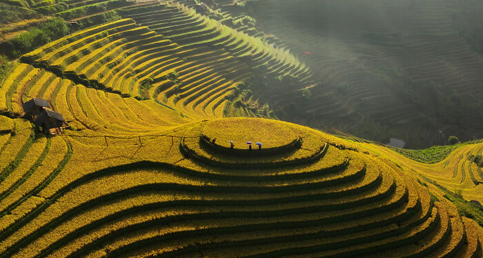 Terraced rice fields illuminated by sunlight, showcasing agricultural beauty from the World Food Photography Awards 2025.