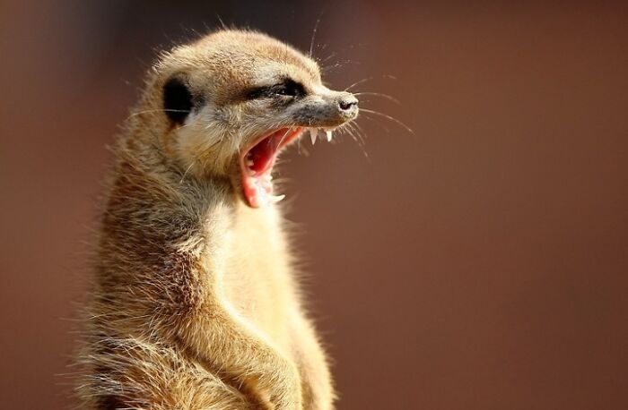 Meerkat yawning in a close-up nature shot, showcasing its sharp teeth and brown fur against a blurred background.