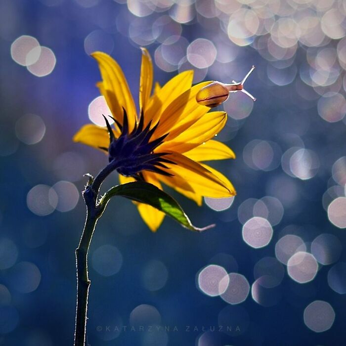 Snail on a vibrant yellow flower with bokeh background, showcasing nature's beauty.