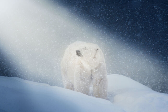 Polar bear in falling snow, illuminated by sunlight.