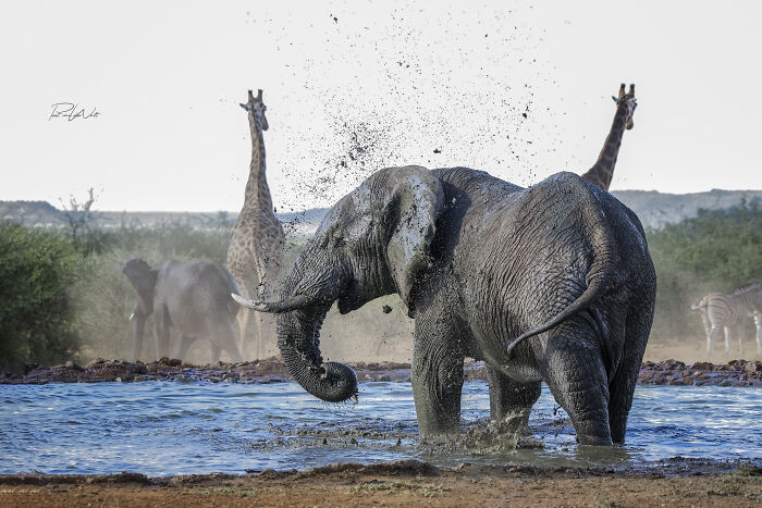 Elephant splashing water with giraffes and zebras in the background, showcasing nature and animal beauty.