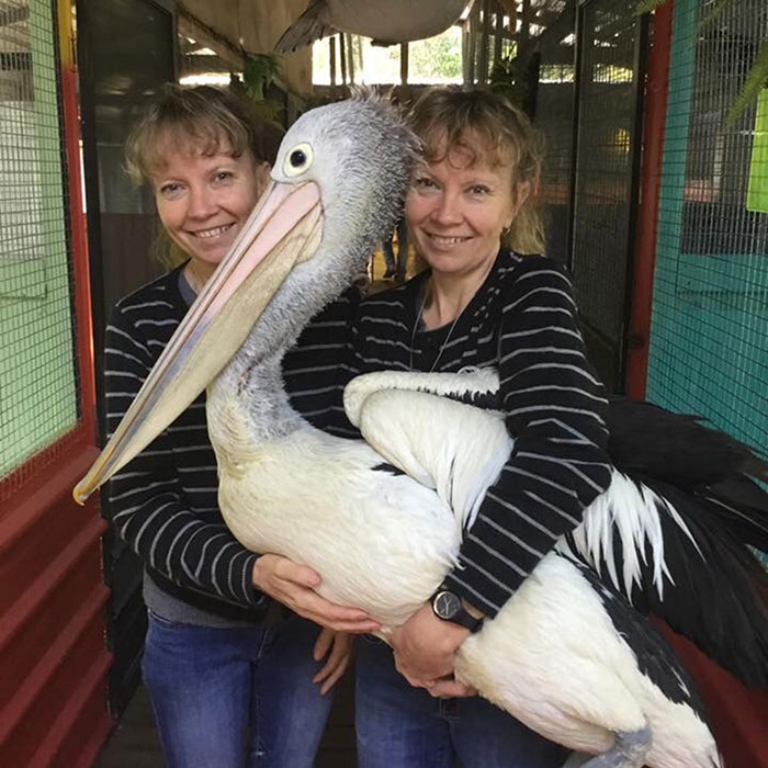 Twins in striped sweaters smiling with large pelican in cozy indoor setting, emphasizing twin connection. Twins in striped sweaters smiling with large pelican in cozy indoor setting, emphasizing twin connection.