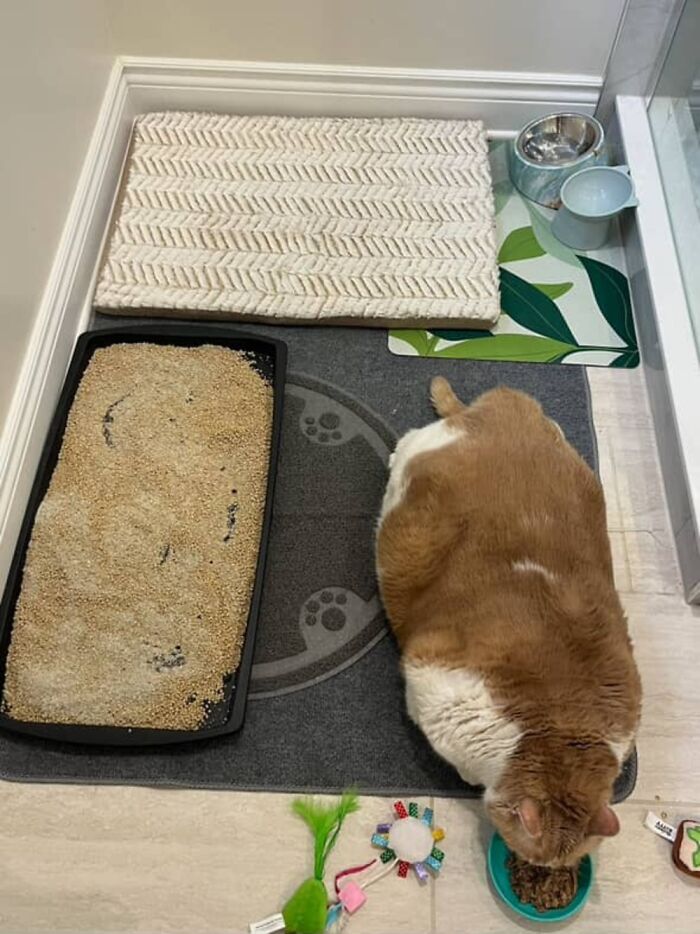 Overweight cat eating from a bowl, surrounded by a litter box and toys, illustrating weight loss journey. Overweight cat eating from a bowl, surrounded by a litter box and toys, illustrating weight loss journey.