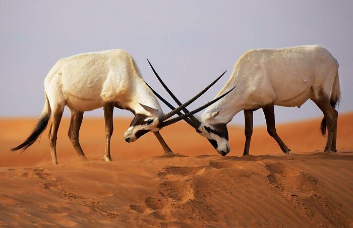 Two antelopes locking horns, creating a stunning wildlife moment in a desert landscape.