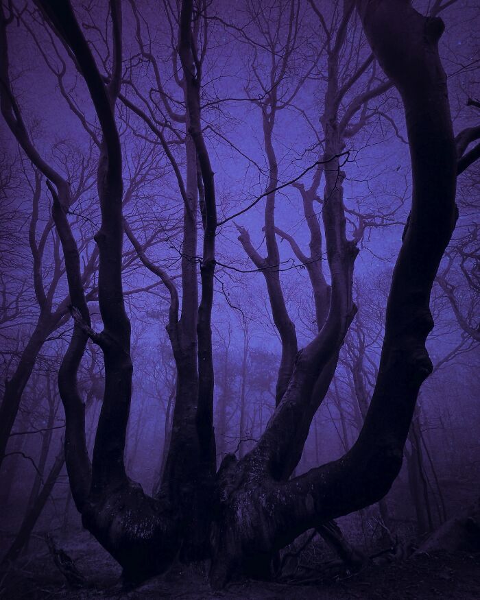 A dark, mysterious tree silhouetted against a purple misty sky, embodying dark escapism photography.