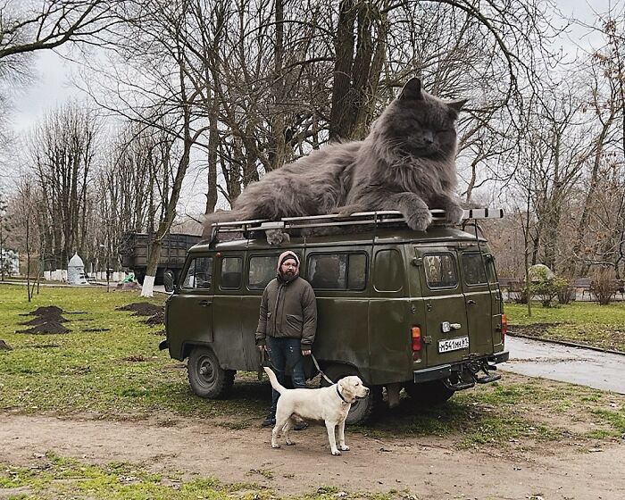 Man with dog beside van, giant cat photoshopped on roof, creating a surreal scene in a park.
