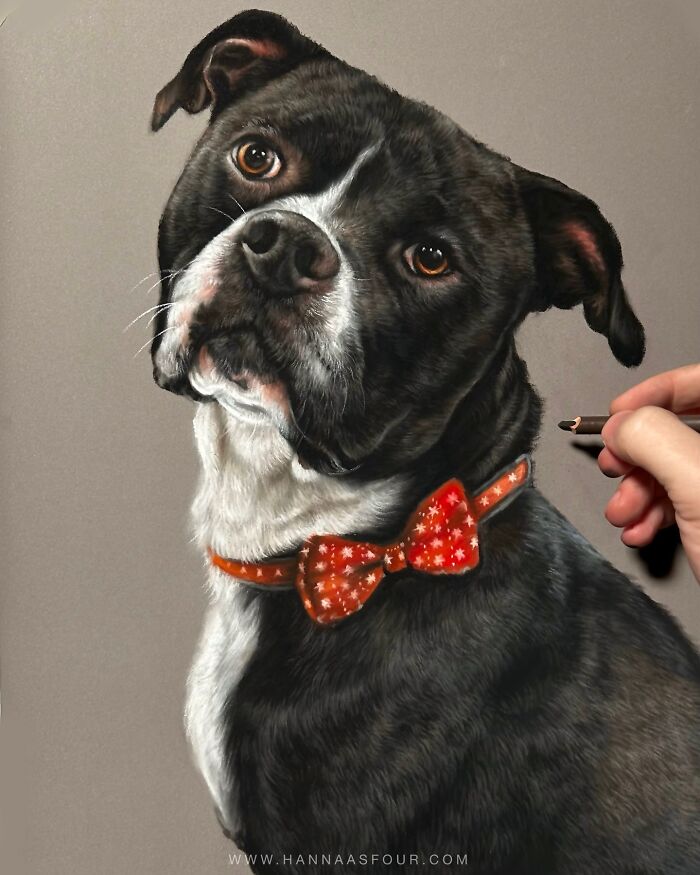 Realistic pet portrait by Hanna Asfour, a lifelike drawing of a dog in a red bow tie, created using pencils.