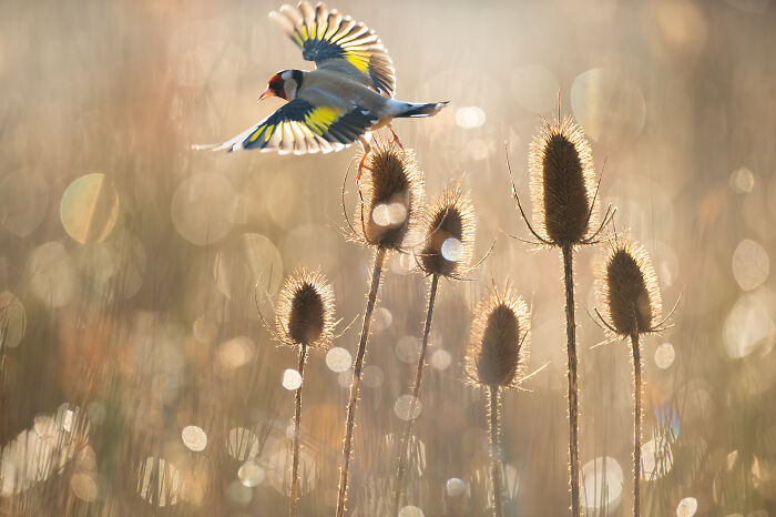 Bird in flight above thistle in a sunlit field, captured by Jose Manuel Grandío.
